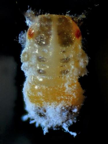 Réf. 206 395 : Euphyllura olivina